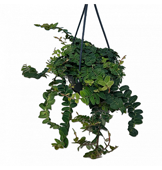 Marcgravia umbellata; Ø15 cm