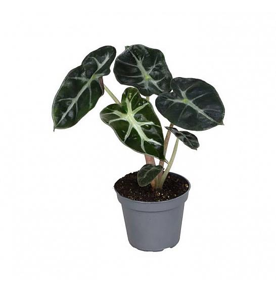 Alocasia Heart Ballon; 6 cm