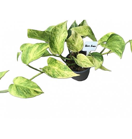 Epipremnum pinnatum Neon Queen; 12 cm