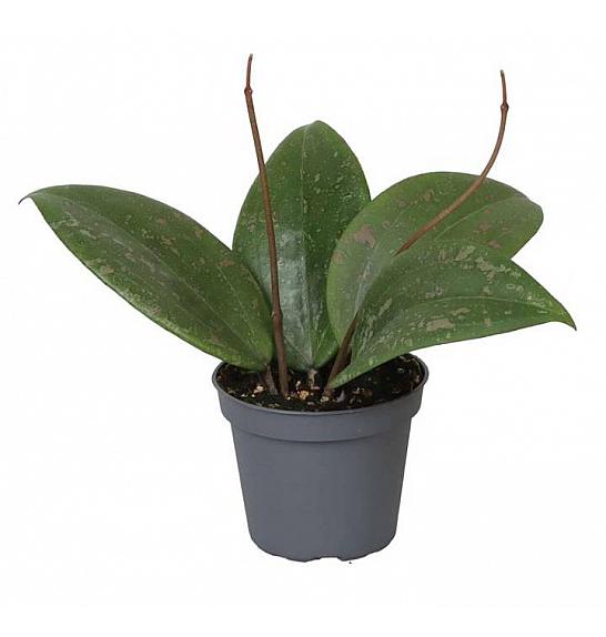 Hoya Wibergia; Ø6 cm