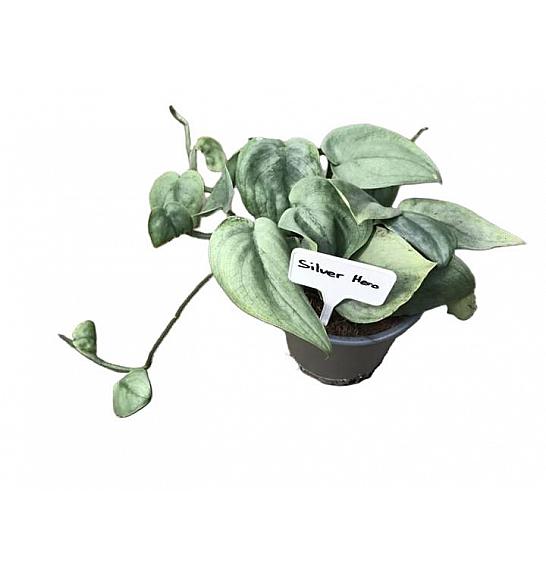 Scindapsus pictus Silver Hero; Ø12 cm