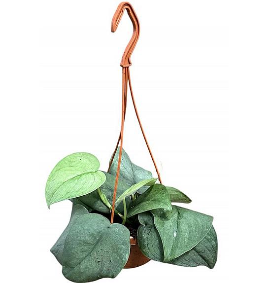 Scindapsus pictus Silver Hero; Ø15