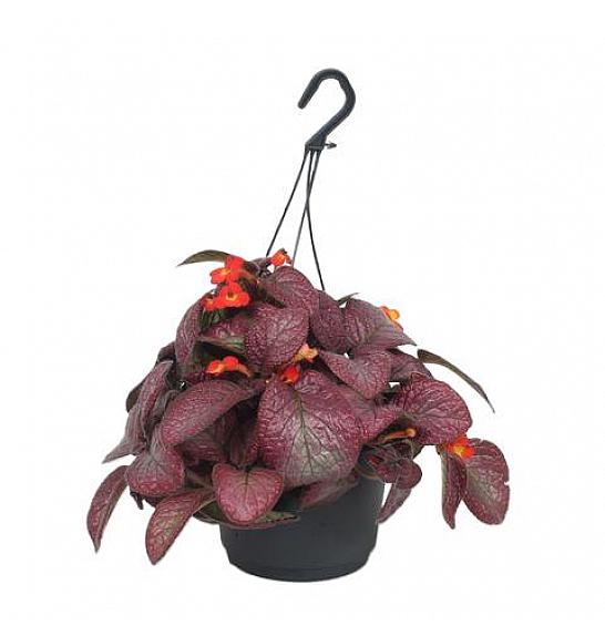 Episcia Malayan Gem; Ø17 cm