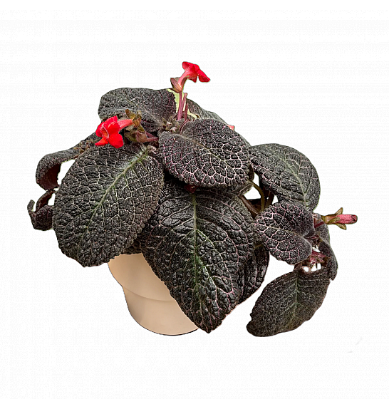 Episcia Red Crocodile; Ø17 cm