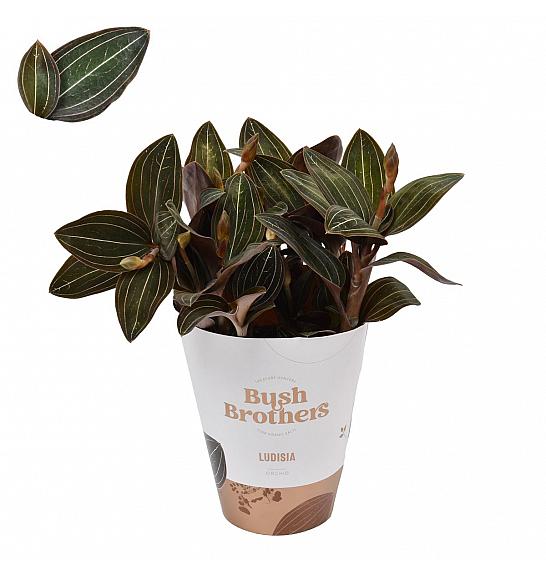 Ludisia discolor; Ø9 cm