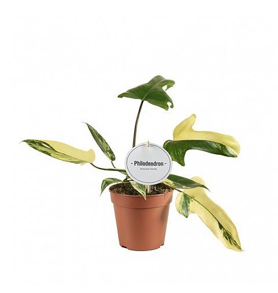 Philodendron Florida Beauty; Ø12 cm