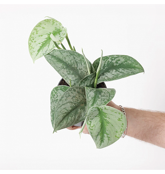 Scindapsus pictus Trebie; Ø12cm; 15 cm