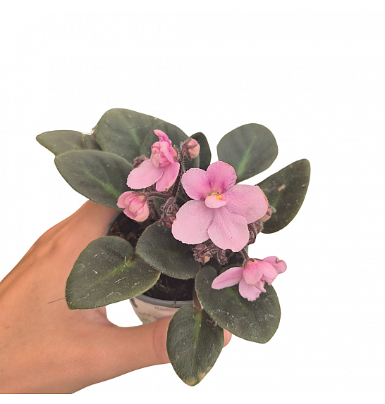 Saintpaulia ion. Standard Ø6 mix