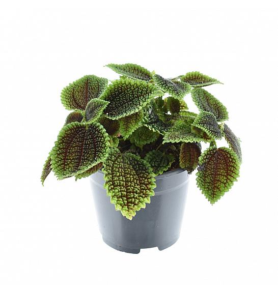 Pilea alumi Moon Valley; Ø12 cm