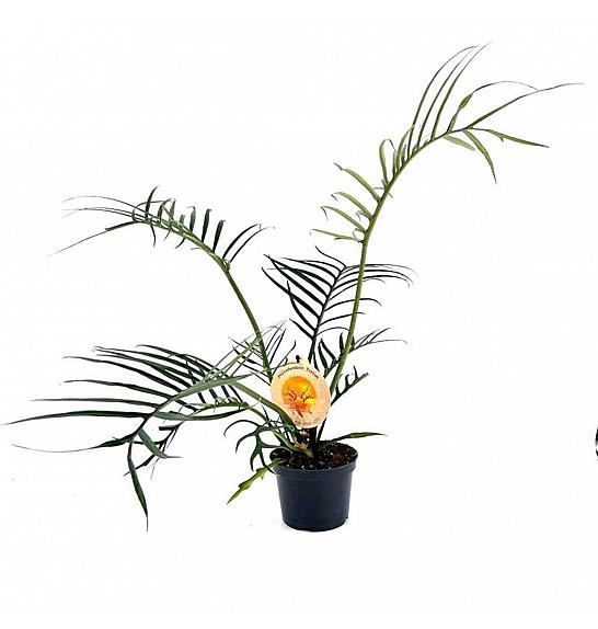 Philodendron Tortum ; Ø12 cm