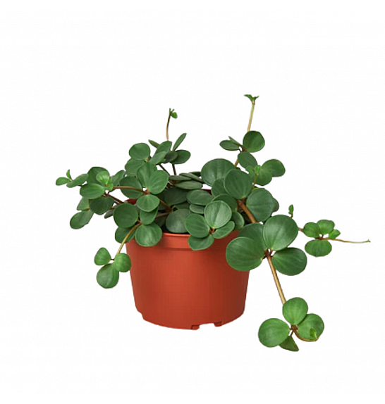 Peperomia tetraphylla Hope; Ø12 cm