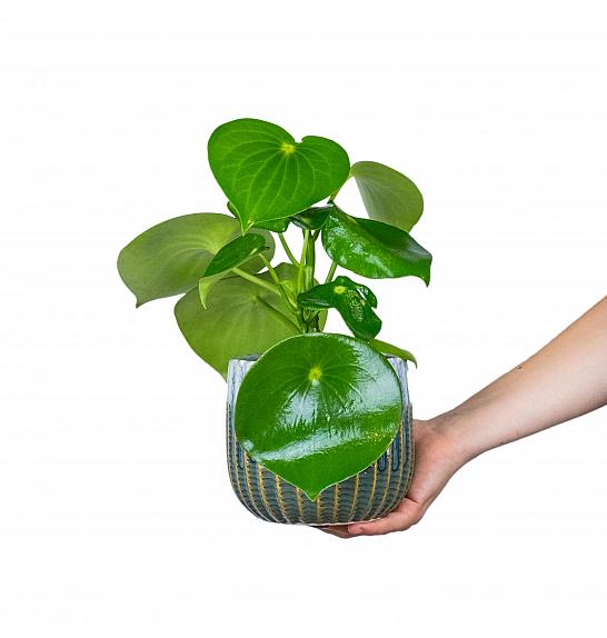 Peperomia Polybot Raindrop; Ø12 cm