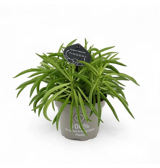 PEPEROMIA HAPPY BEAN; 12 cm