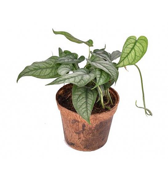 Monstera Siltepecana; Ø12 cm