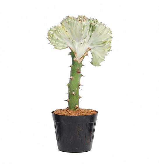 KAKTUS EUPHORBIA LACTEA; Ø13