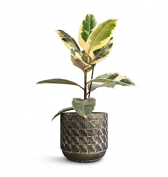 FICUS ELASTICA ROBUSTA; Ø17