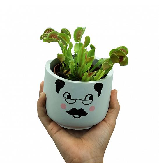 Dionaea muscipula; Ø9