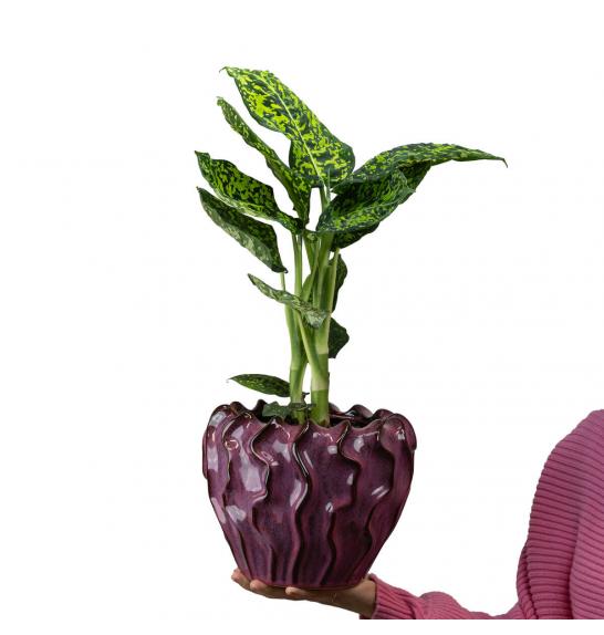 Dieffenbachia Reflector; Ø17 cm