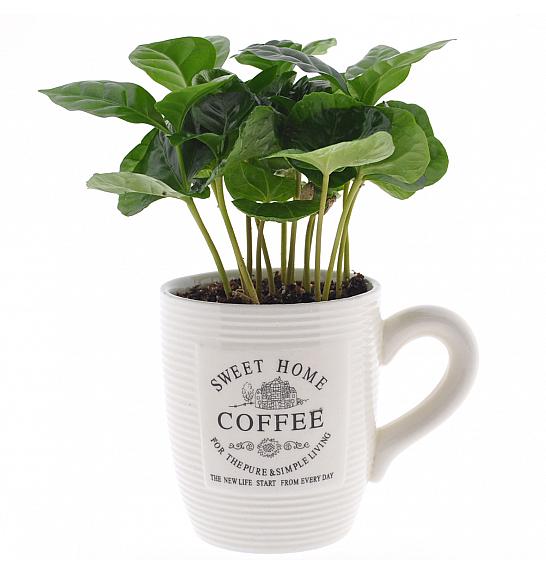 COFFEA; Ø6+SKODELICA