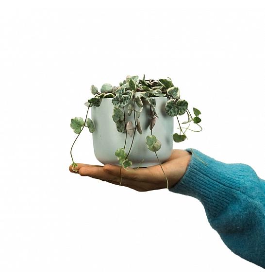 Ceropegia woodii Marlies Pink Variegata; Ø8 cm