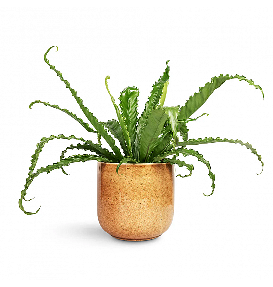 Asplenium antiquum Osaka; Ø12