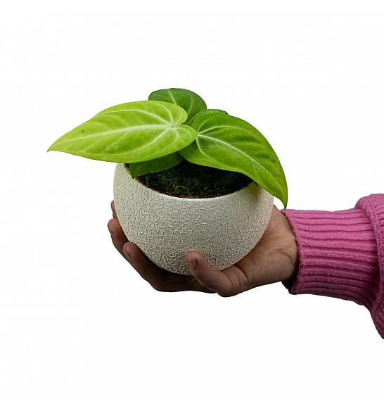 Anthurium Villenaorum; Ø12 cm