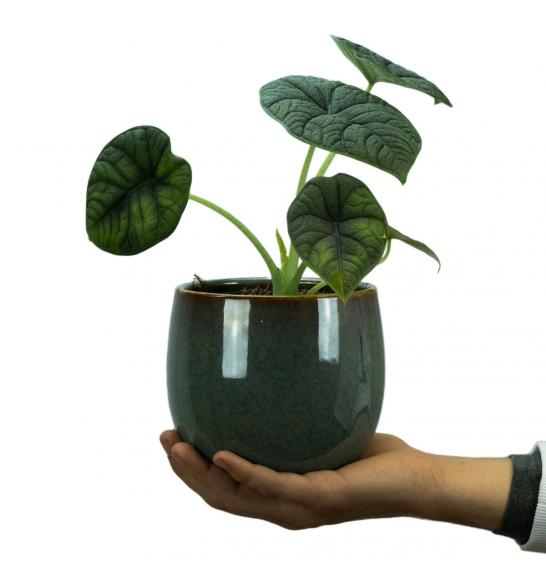 Alocasia melo; Ø14 cm