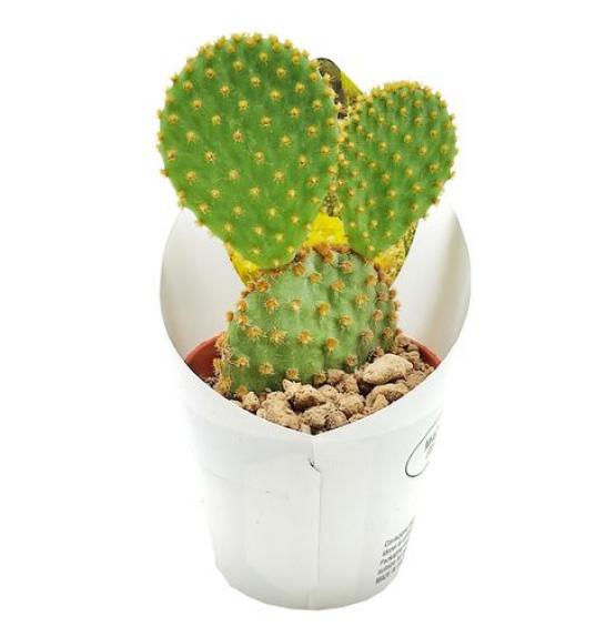 OPUNTIA MICRODAYSYS Ø10,5 cm