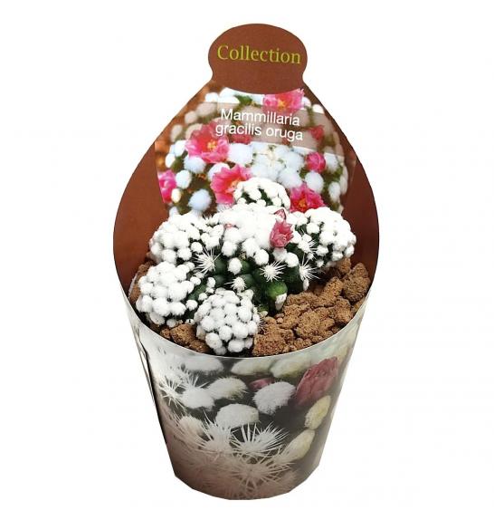 MAMMILLARIA GRACILIS ORUGA Ø6,5 cm