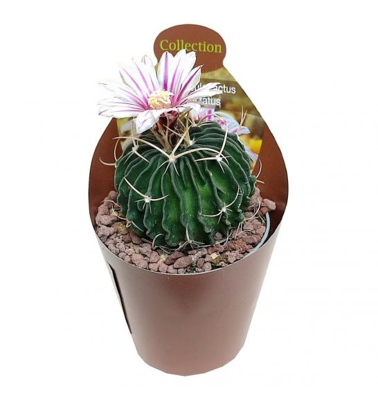 ECHINOFOSSULOCACTUS MULTICOSTATUS Ø6,5 cm