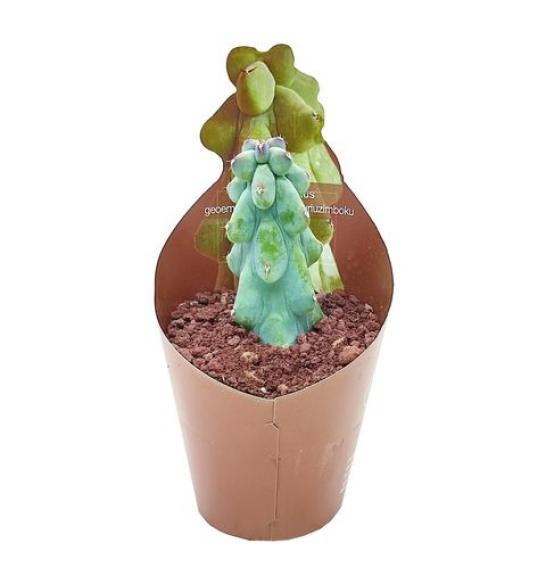 MYRTILLOCACTUS GEOMETRIZANS CV.FUKUROKUR Ø6,5 cm