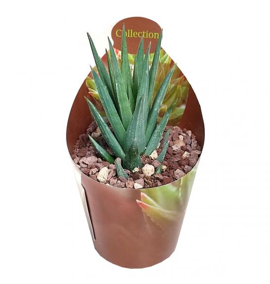 HAWORTHIA GLAUCA Ø6,5 cm