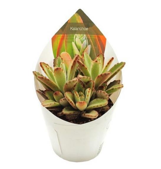 Kalanchoe Tomentosa Chocolate Soldier Ø6,5 cm