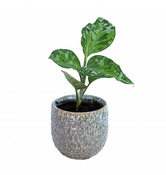 Aglaonema Pictum Tricolor; Ø6 cm