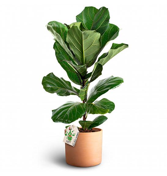 Ficus lyrata; Ø21 cm