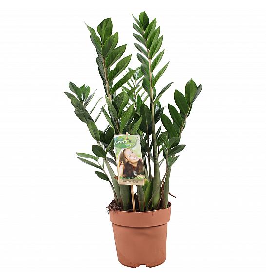 ZAMIOCULCAS; Ø17