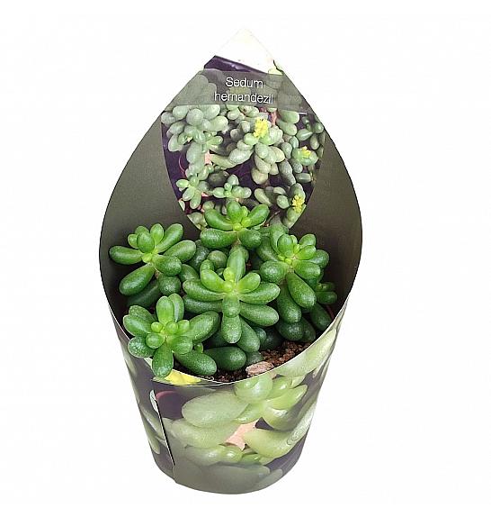 Sedum Hernandezii Ø6,5 cm