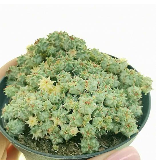 Euphorbia Submammillaris Variegata Ø10,5 cm