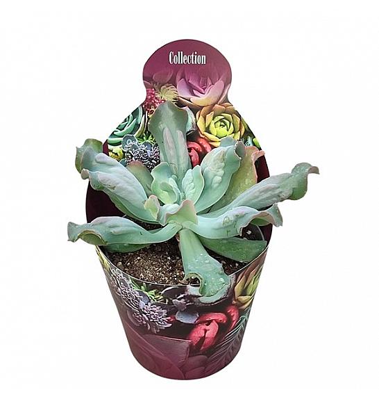 Echeveria Culibra Ø14 cm