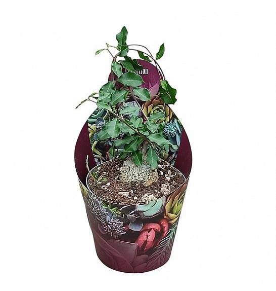 Fockea Edulis Ø14 cm