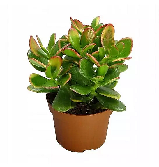 SUKULENTE CRASSULA OVATA MIX; Ø12