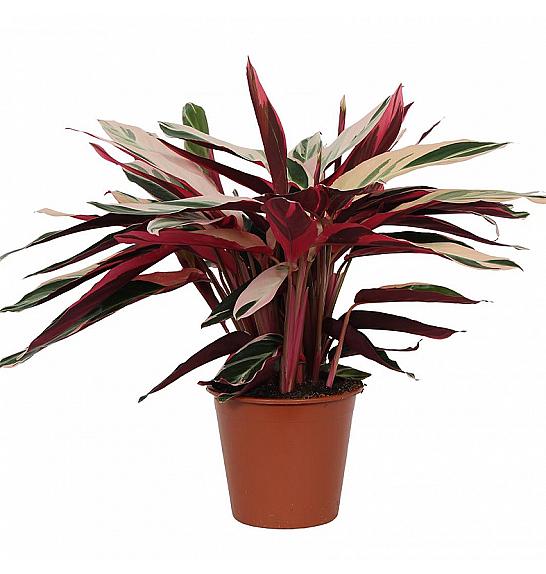 Stromanthe sang. Triostar Ø19