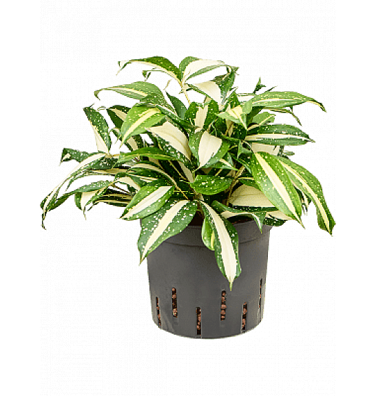 Dracaena Milky Way; o12 cm