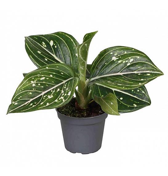 Aglaonema Toms Pride; Ø6 cm