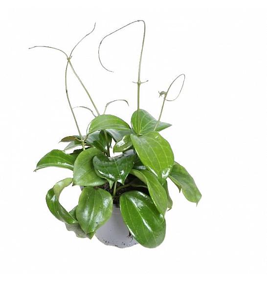 Hoya Quinquenervia; Ø12 cm