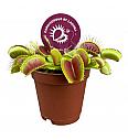 Mesojedka dionaea