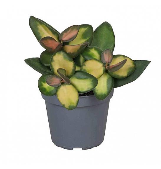 Hoya Burtoniae variegata; Ø6 cm