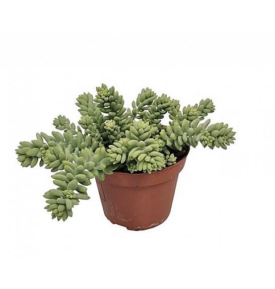 Sedum burrito; Ø9 cm
