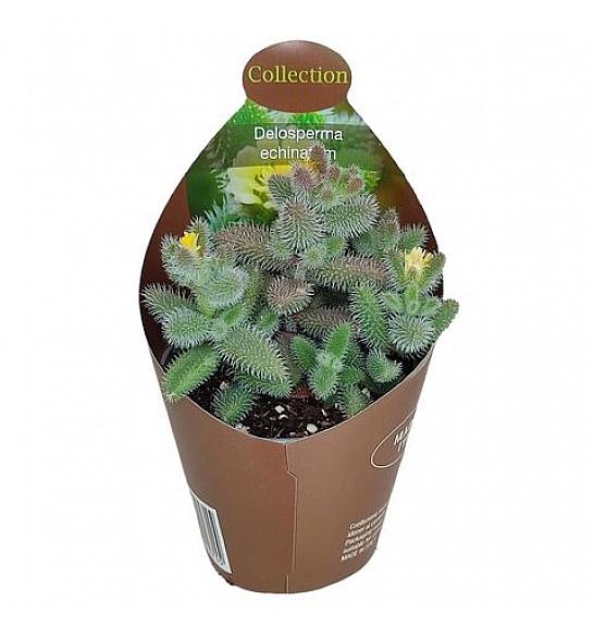 Delosperma echinatum Bambino; o6 cm