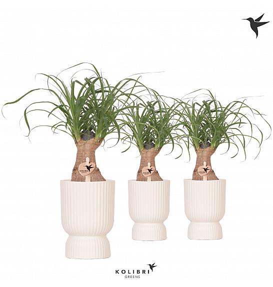 Beaucarnea recurvata; Ø9 cm